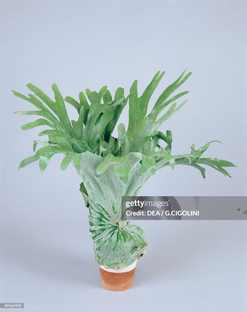 Close-up of a Staghorn fern plant (Platycerium superbum)