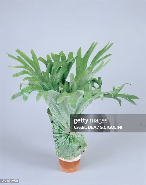 Close-up of a Staghorn fern plant