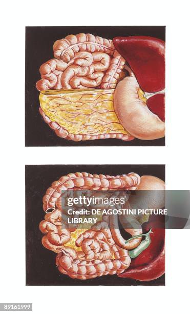 Digestive Front 12,486 Human Digestive System Anatomy Stock Photos, High-Res Pictures ...