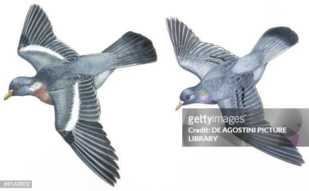 Birds: Columbiformes, Stock Pigeon or Stock Dove and Wood-Pigeon , illustration