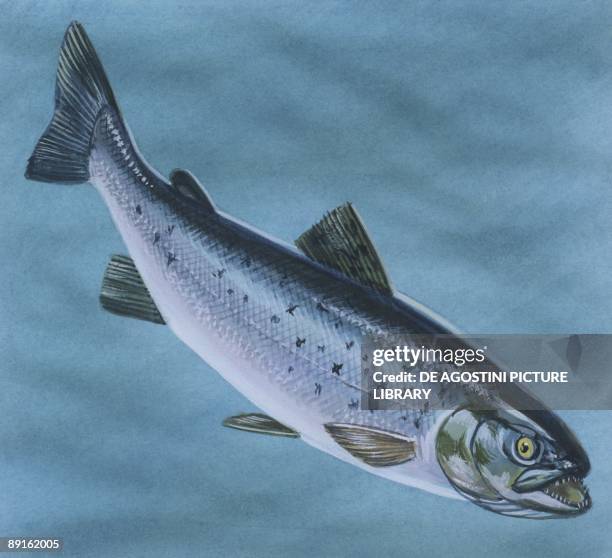 Fishes: Salmoniformes Salmonidae - Sea trout , illustration