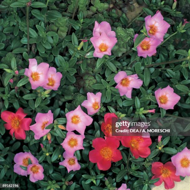 Close-up of Godetia Grandiflora flowers