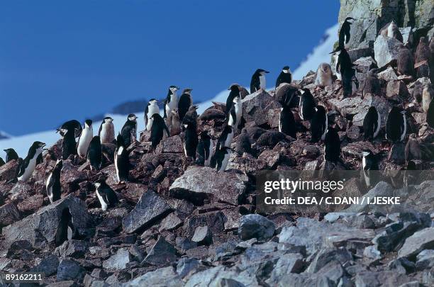 Group of Chinstrap penguin on rocks, Half Moon Island, Antarctica