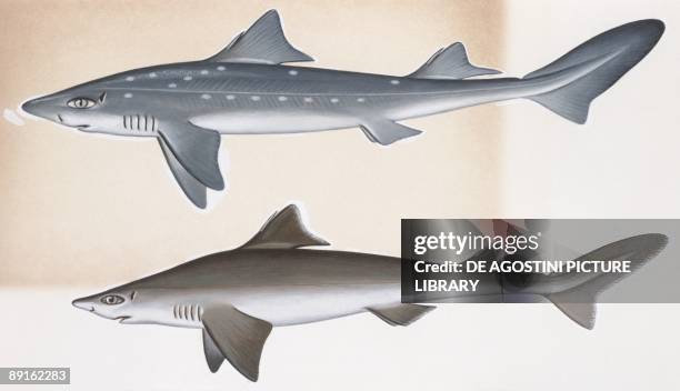 Fishes: Squaliformes Squalidae, Piked dogfish