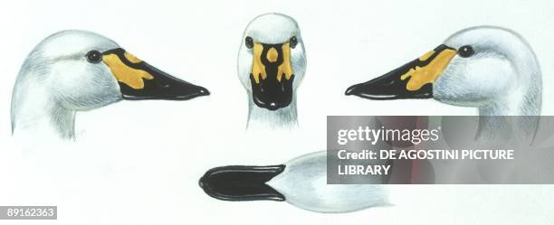 Birds: Anseriformes, head of Anthony - male Tundra Swan , Wildfowl and Wetlands Trust reserve, Slimbridge, England, , illustration
