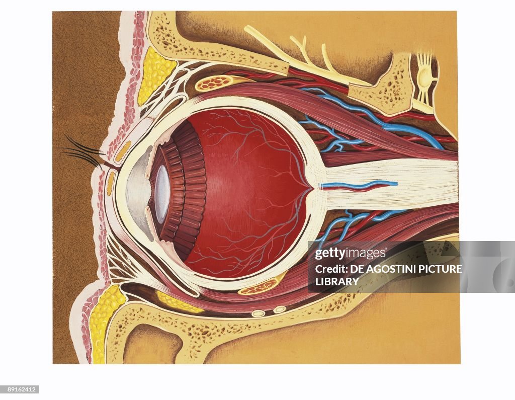 Illustration of human eye with muscles, blood vessels and nerves