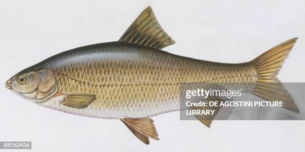 Fishes: Cypriniformes Cyprinidae - Danube Roach , illustration