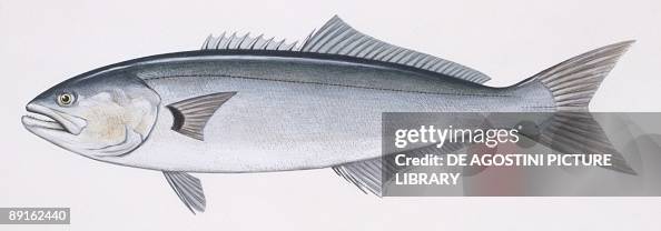 Fishes: Perciformes Pomatomidae, Bluefish (Pomatomus saltatrix), illustration Fishes: Perciformes Pomatomidae, Bluefish (Pomatomus saltatrix), illustration