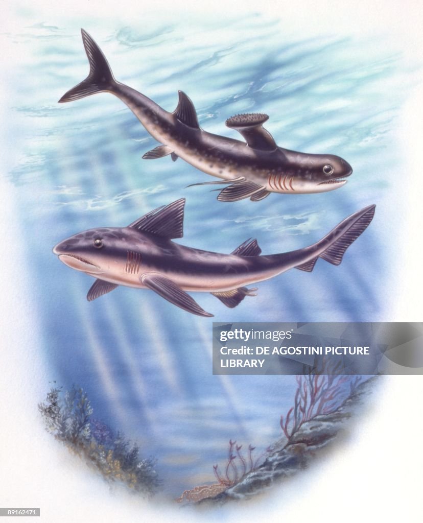 Illustration of Stethacanthus and Hyobus fish underwater