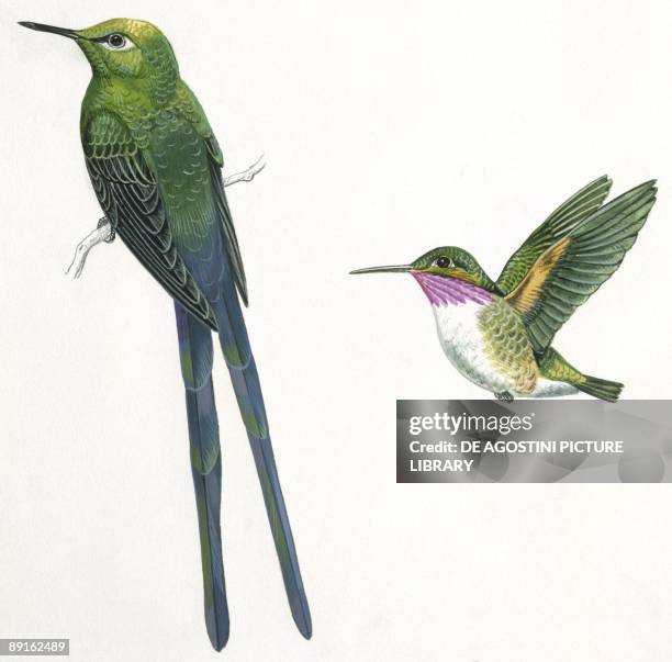 Birds: Apodiformes, Long-tailed Sylph , Calliope Hummingbird, , illustration