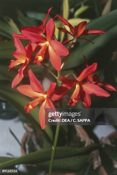 Red orchidaceae flowers, Laelia Cattleya Rojo, close-up