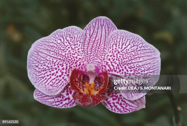 Purple orchidaceae flower, Vanda, close-up