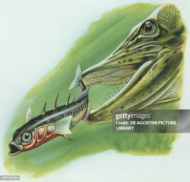 Fishes: Three-spined stickleback being chased by other fish, illustration