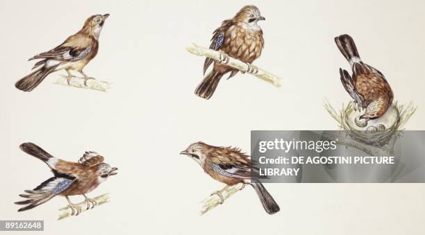 Zoology: Birds, Eurasian Jay , illustration