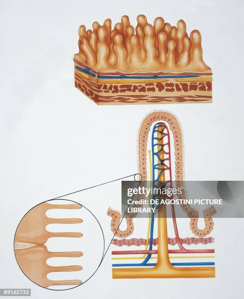 Illustration showing intestinal villi