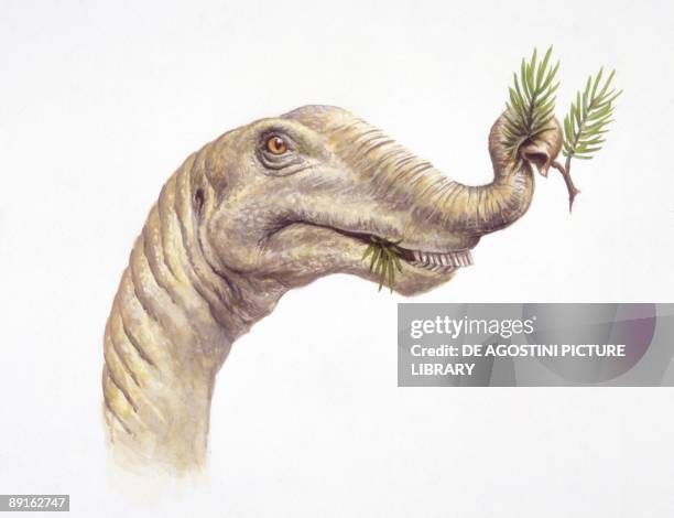Saurus Head Sauropod Head Photos and Premium High Res Pictures - Getty Images