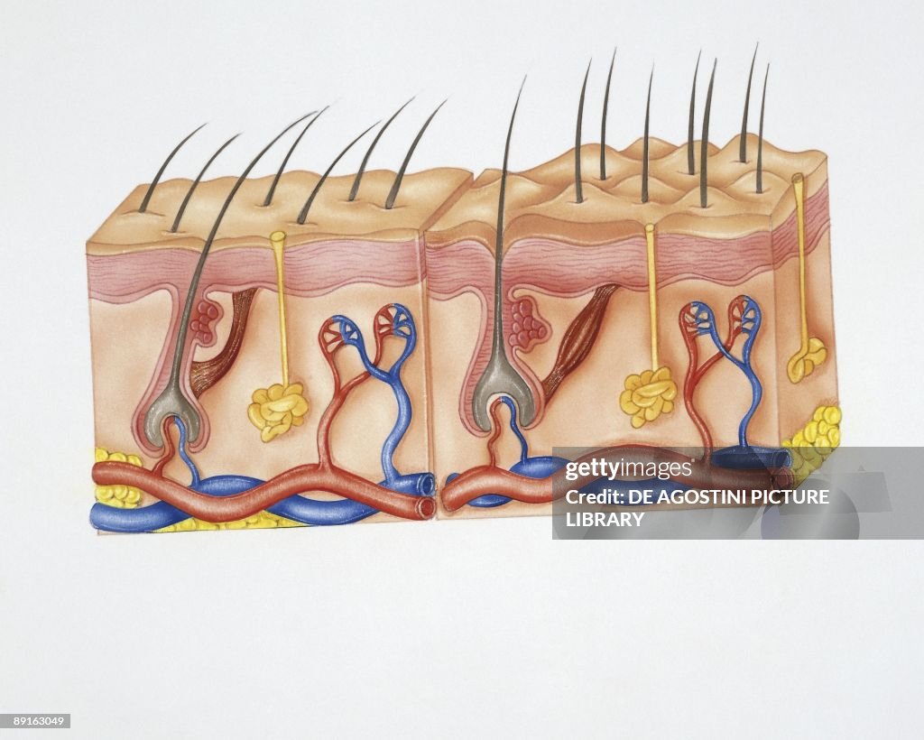 Sebaceous C Sebaceous Gland Diagram