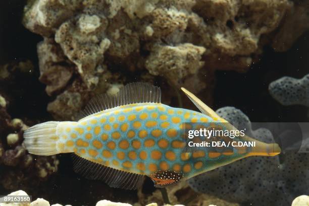 Harlequin filefish swimming in sea