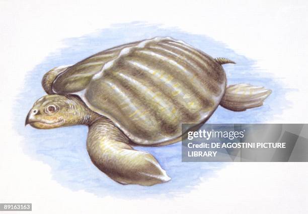 Archelon Rib 64 Archelon Stock Photos, High-Res Pictures, and Images - Getty Images