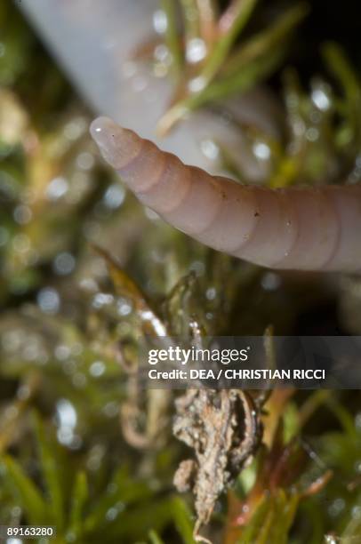 Annelida - Oligochaeta - Lumbricidae - Earthworm . Head end. Digestive system.