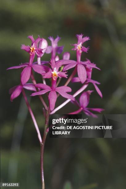 Sri Lanka, Peradeniya, Royal Botanical Gardens, Purple Orchidaceae flower, Epidendrum secundum