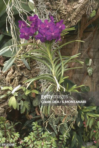 Purple orchidaceae flowers, Vanda