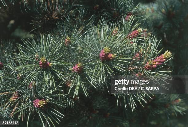 Swiss Pine , close-up of needles and cones