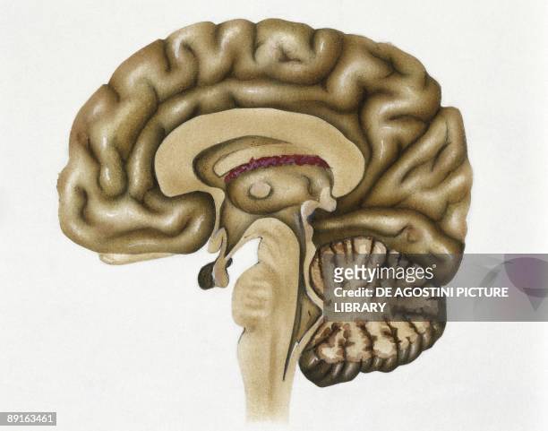 Illustration showing cross section of human brain