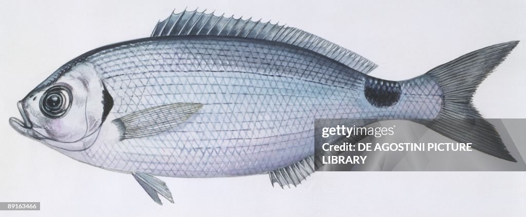 Fishes: perciformes sparidae -Saddled seabream (Oblada melanura), illustration