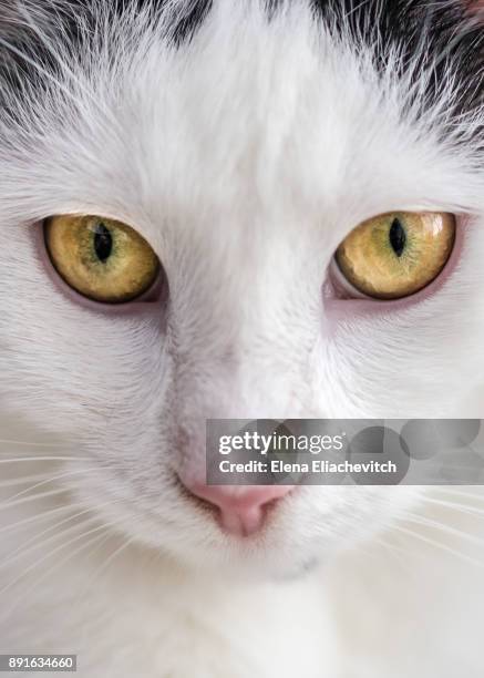 close up of cat - eliachevitch stock pictures, royalty-free photos & images