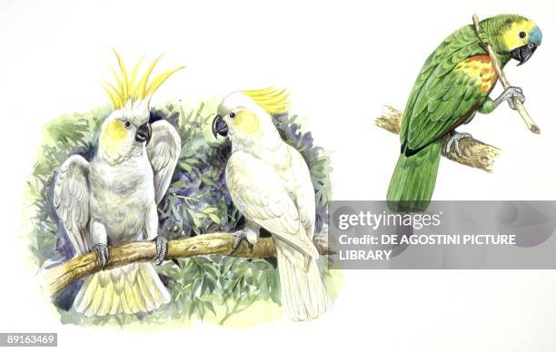 Birds: Psittaciformes, Sulphur-crested Cockatoos and Blue-fronted Amazon scratching back with twig, illustration