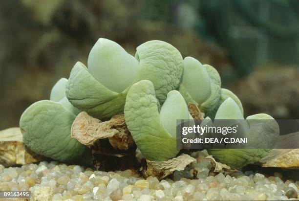 Aizoaceae, Gibbaeum album