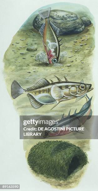 Fishes: Gasterosteiformes Gasterosteidae - Three-spined stickleback , illustration