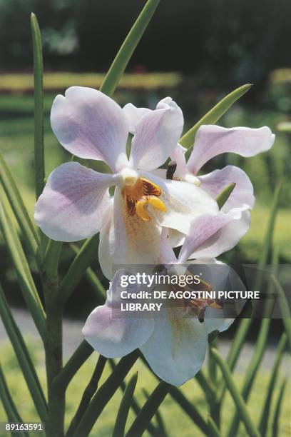 Sri Lanka, Peradeniya, Royal Botanical Gardens, Orchidaceae flower, Vanda