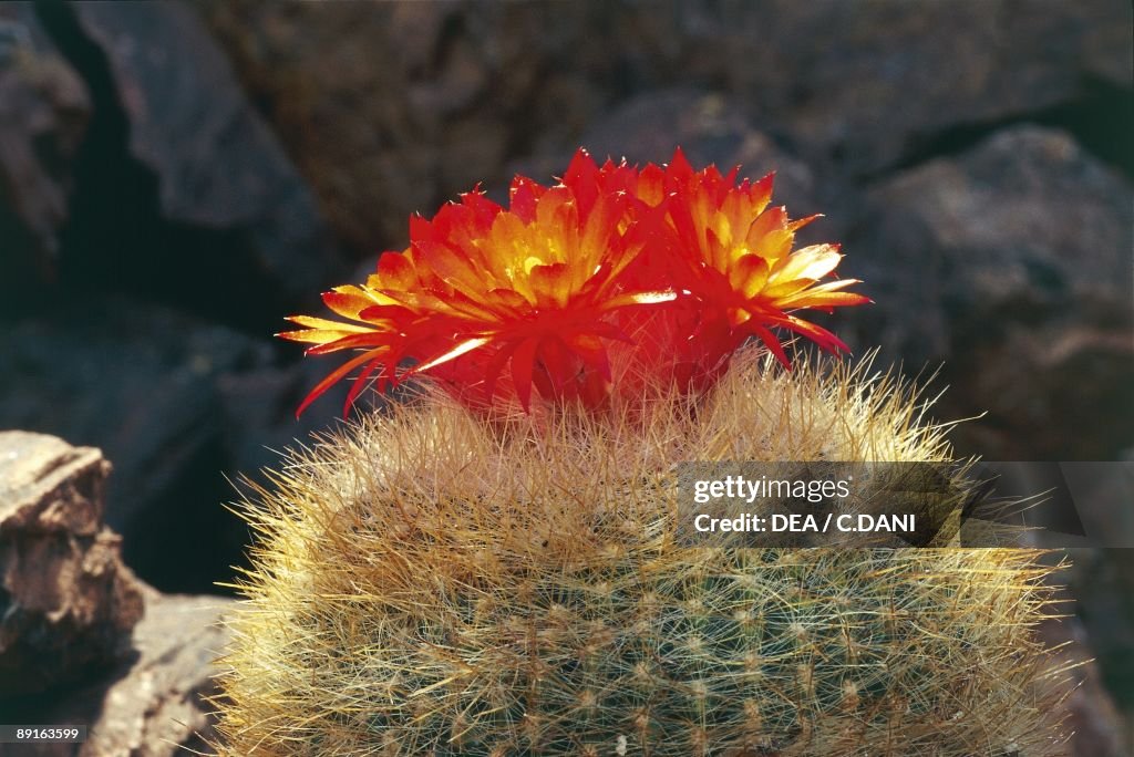 Cactaceae, Ball cactus (Notocactus haselbergii)
