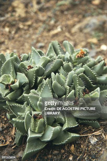 Faucaria plant