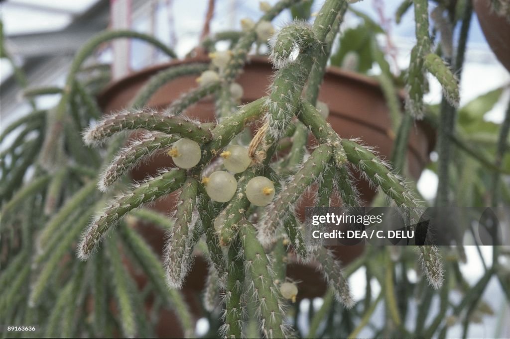 Cactus in flower pot, Rhipsalis fasciculata, close- up