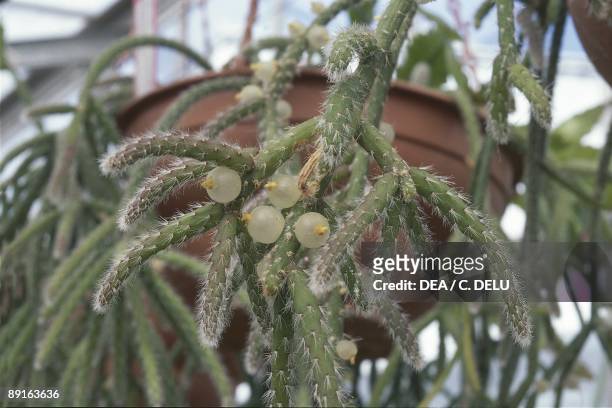 Cactus in flower pot, Rhipsalis fasciculata, close- up