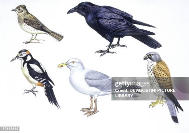 Birds: