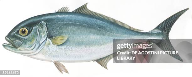 Fishes: Perciformes Carangidae - Greater amberjack , illustration