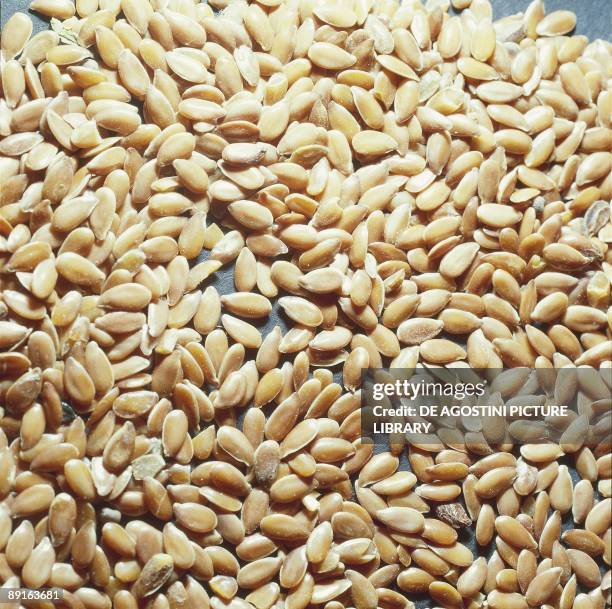 Common flax seeds