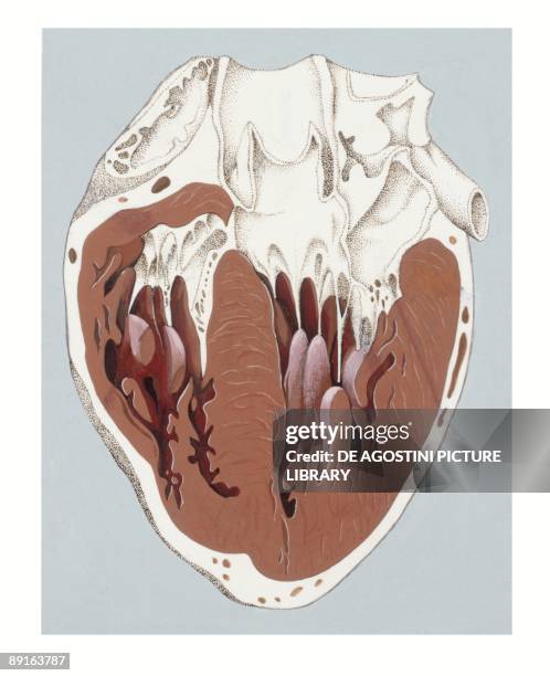 Medicine: Human body, Cross section of heart, illustration