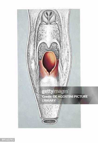 Illustration of pharynx, section