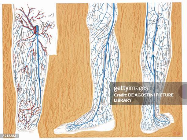 Illustration of circulatory system, superficial veins in lower limbs, right thigh and leg