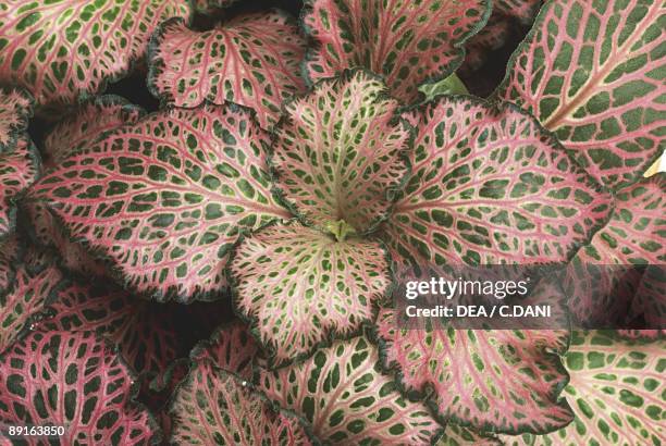 Nerve Plant , close-up of leaves