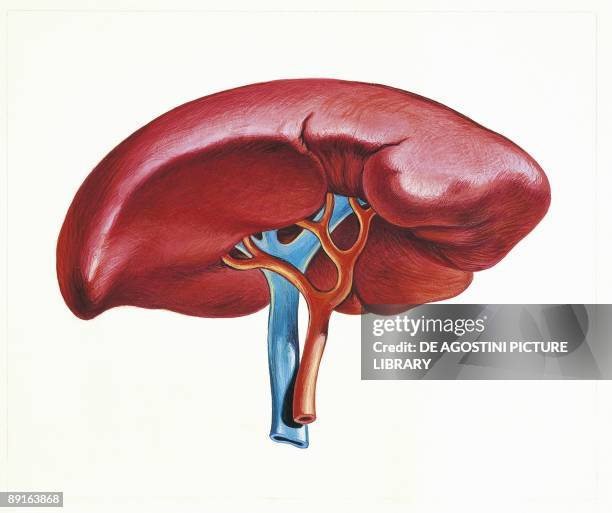 Illustration of spleen, back view