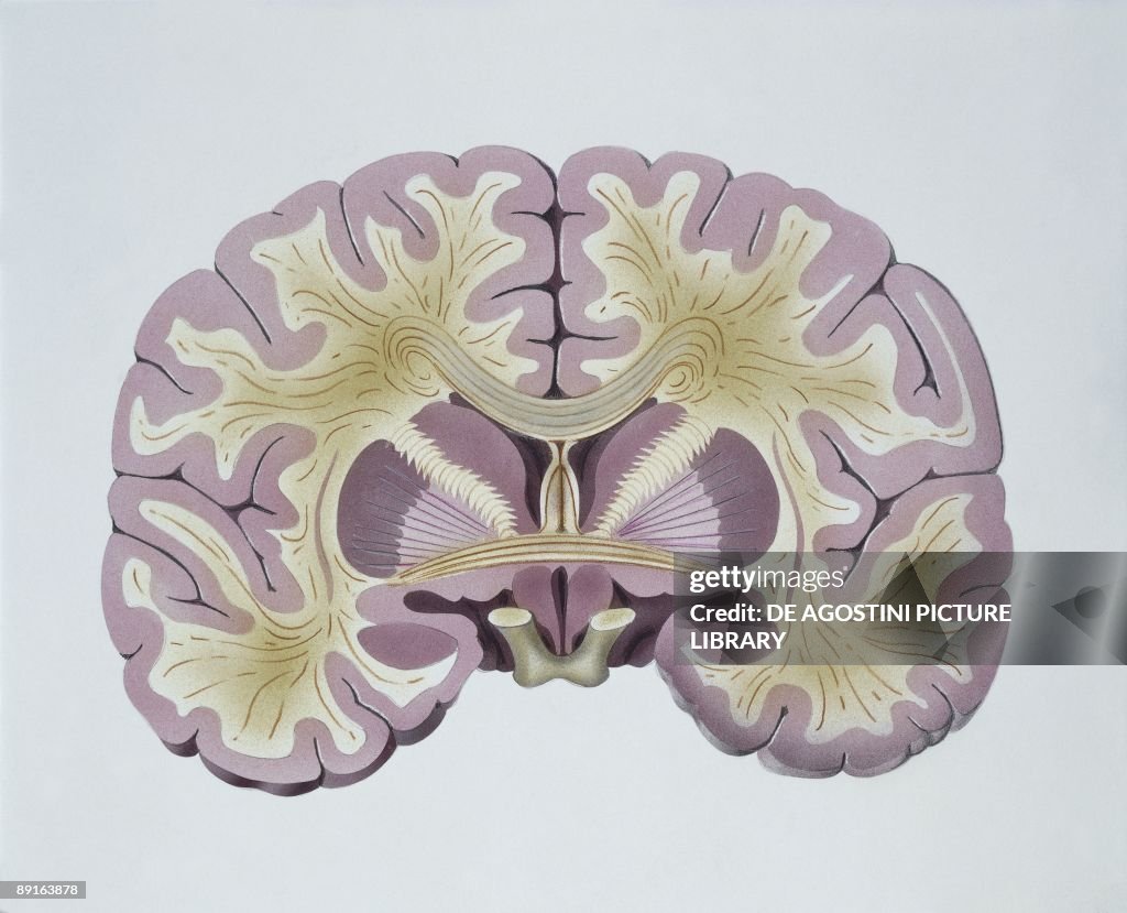 Illustration of human brain