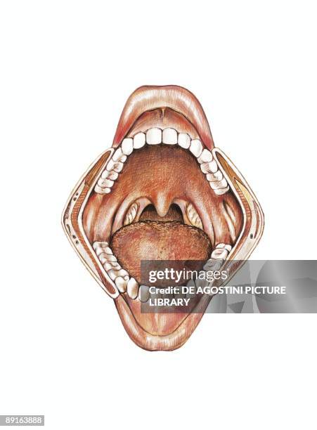 Human Tongue Anatomy Photos and Premium High Res Pictures - Getty Images