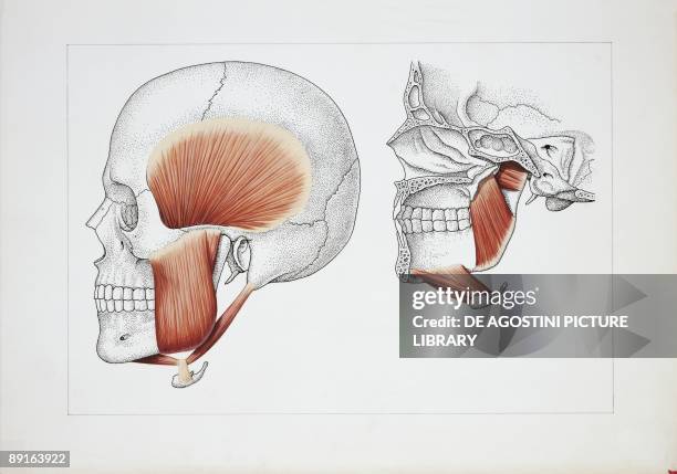 Illustration of muscles of mastication