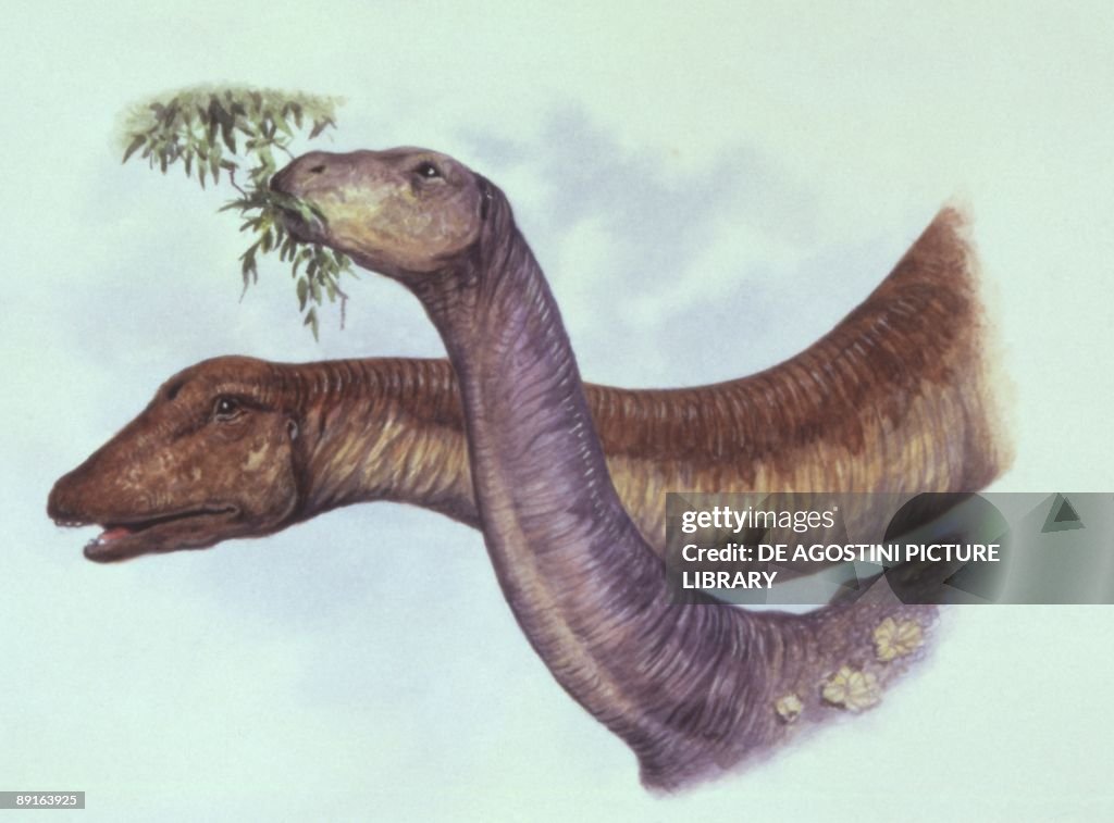 Illustration of Saltasaurus and Antarctosaurus (head and neck)